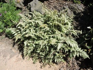 1-Athyrium-niponicum-Metallicum-300x225