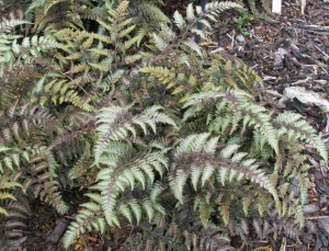 Athyrium-niponicum-Pictum-300x229