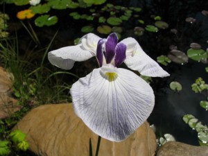 Iris-kaempferi-Fortune-300x225