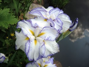 Iris-kaempferi-Light-at-Dawn-300x225