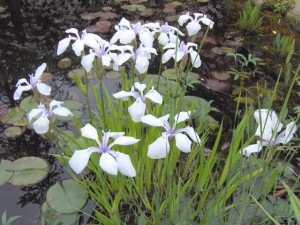 Iris-laevigata-Alboviolacea-300x225