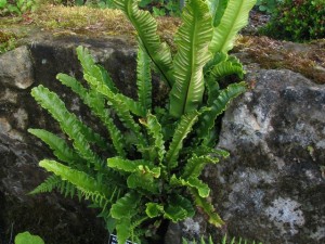 Phyllitis-scolopendrium-Crispa-300x225