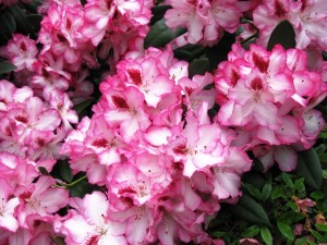 Rhododendron-Hachman´s-Charmant-300x225