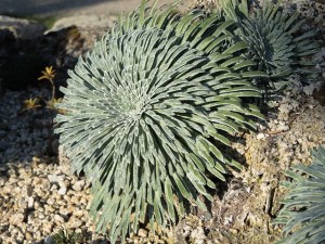 Saxifraga-longifolia-300x225