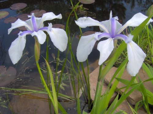 Iris laevigata "Alboviolacea"