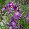Iris versicolor ‘Kermesina’