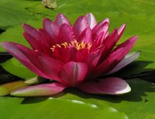 Nymphaea "Attraction"