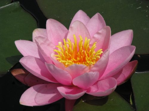 Nymphaea ‚Norma Gedye‘