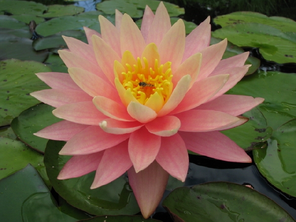 Nymphaea 'Sunny Pink'