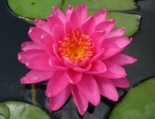 Nymphaea "Perry´s Magnificient"