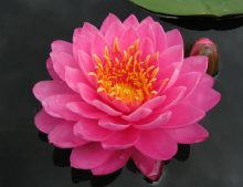 Nymphaea „Perry´s Fire Opal“