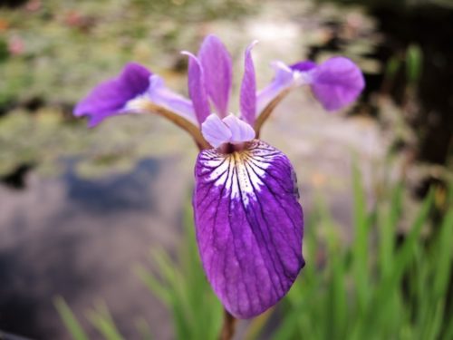 Iris versicolor ‘Kermesina’