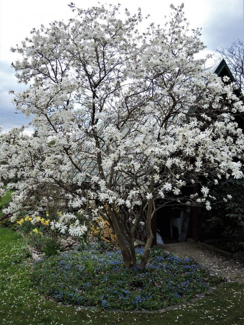 Magnolia stellata -magnólia hviezdokvetá