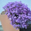 Phlox “Purple Beauty”