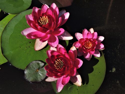 Nymphaea "Perry´s Baby Red"