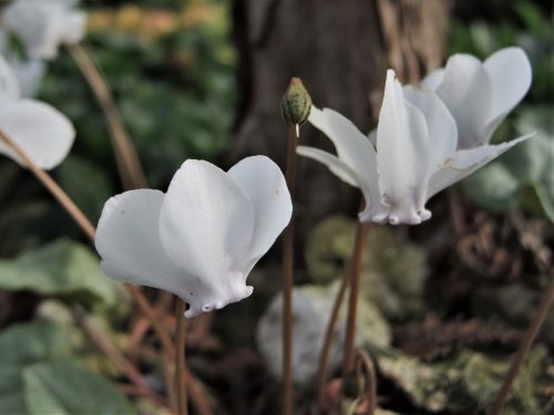 Cyclamen hederifolium "Albiflorum"