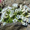 Gentiana angustifolia “Eisberg”
