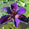 Iris x lousiana "Black Gamecock"
