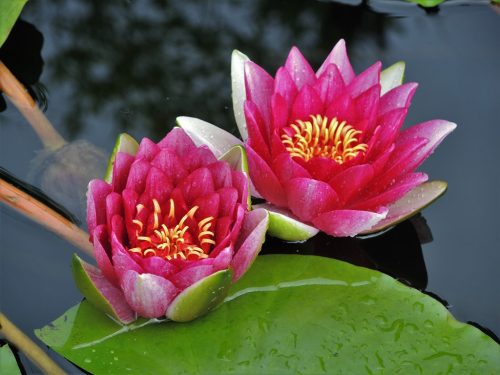Nymphaea "Attraction"
