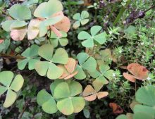 Marsilea quadrifolia