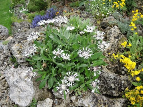 Centaurea montana ' Nana Alba'