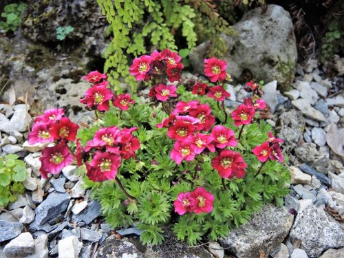 Saxifraga x arendsii "Rosenzwerg"