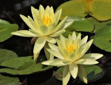 Nymphaea "Gold Medal"