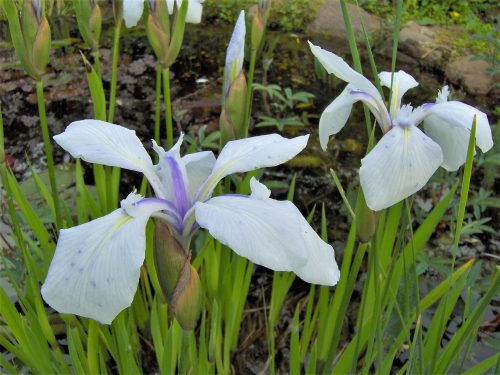 Iris laevigata "Alboviolacea"