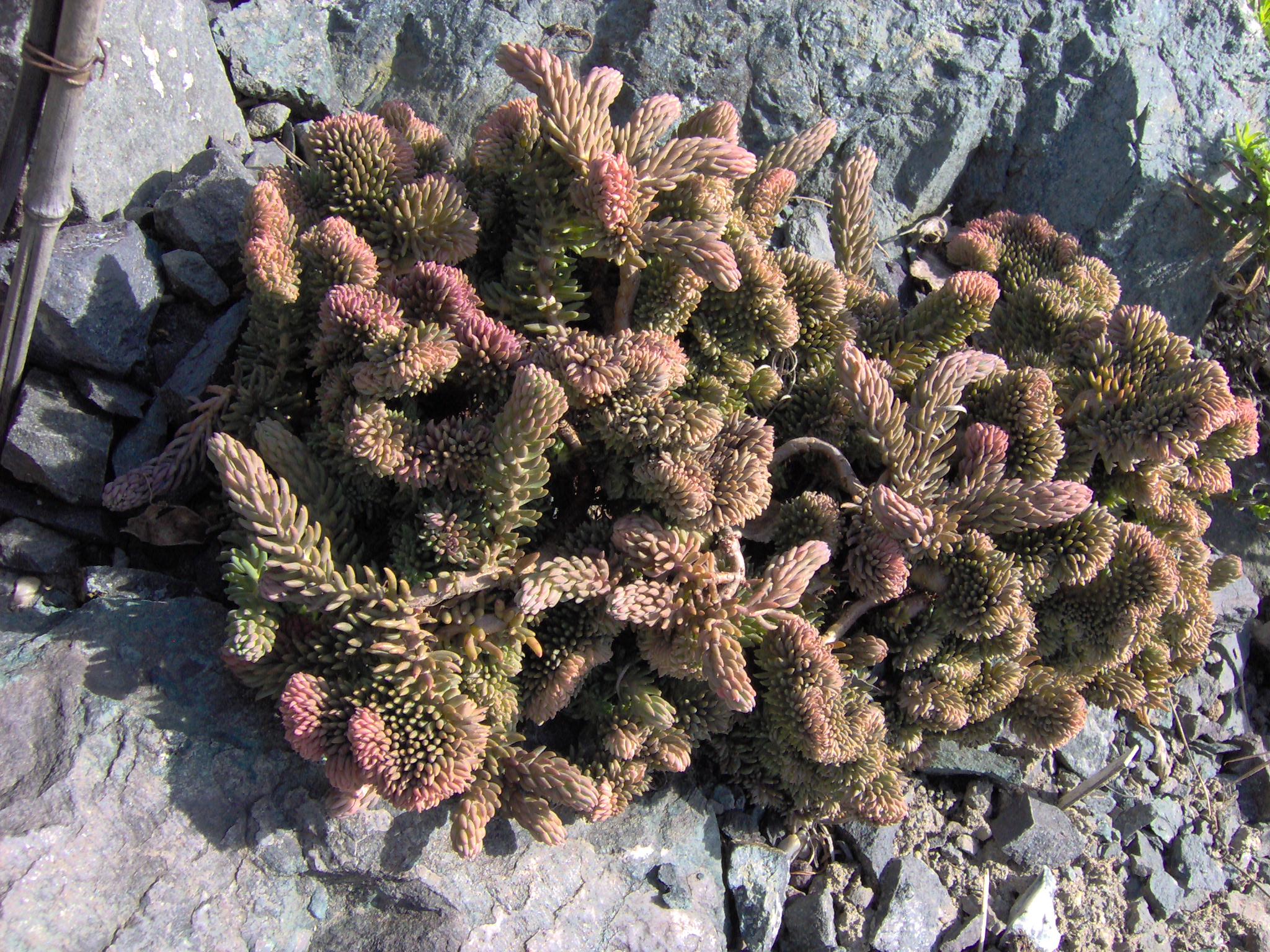 Sedum reflexum „Cristatum“