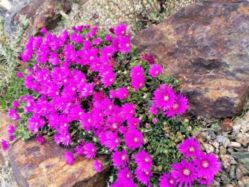 Delosperma 'John Proffitt'