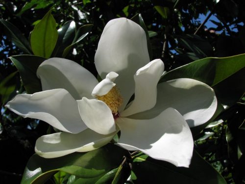 Magnolia grandiflora - magnólia veľkokvetá