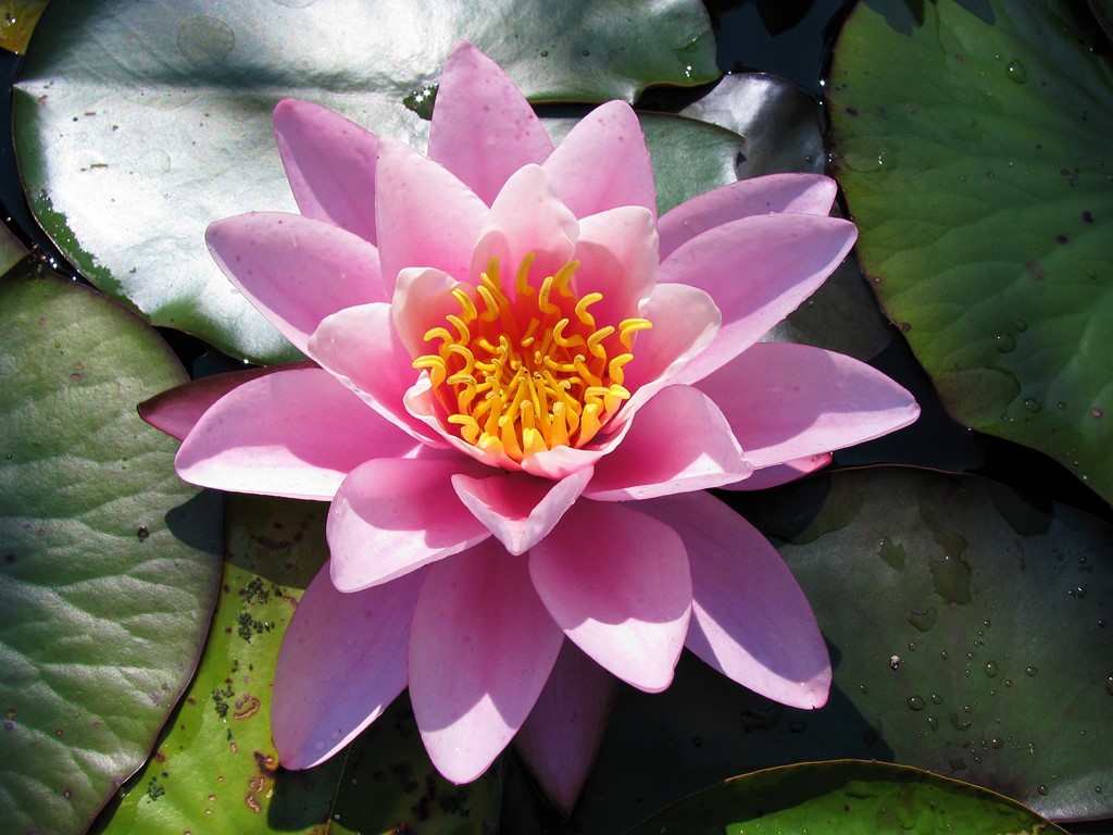 Nymphaea ‚Norma Gedye‘