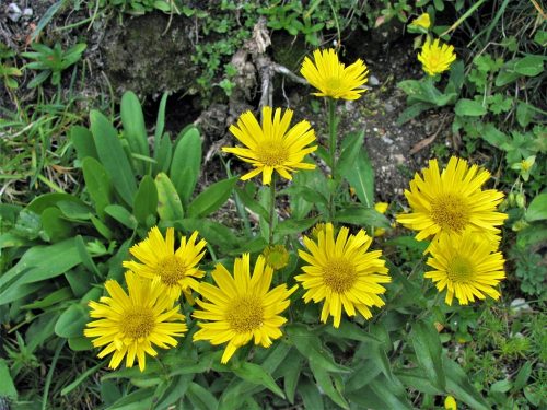 Buphthalmum salicifolium