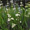 Sagittaria angustifolia - šípovka úzkolistá