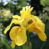 Iris pseudacorus "Flore Pleno"