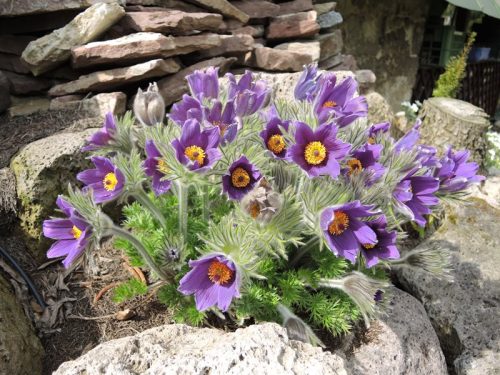 Pulsatilla vulgaris