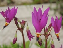 Dodecatheon pulchellum 'Red wings'