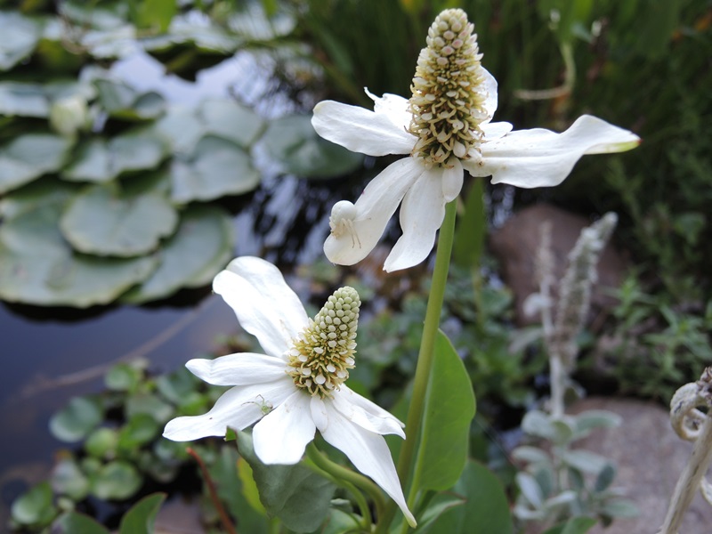 Anemopsis californica