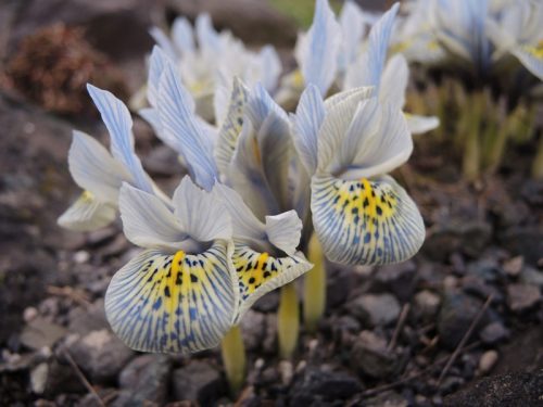 Iris histrioides "Katharine Hodgkin"