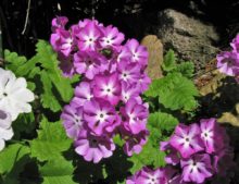 Primula sieboldii