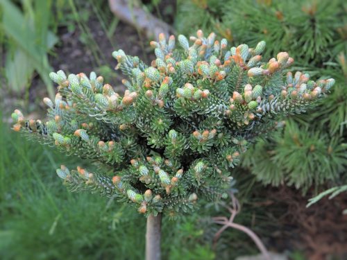 Abies koreana "Kohout´s Icebreaker"