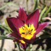 Tulipa humilis "Persian Pearl"