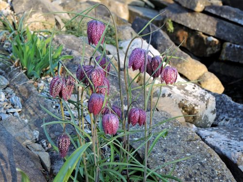 Fritillaria meleagris