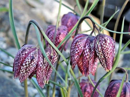 Fritillaria meleagris