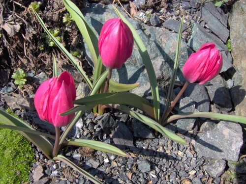 Tulipa humilis "Violacea Black Base"