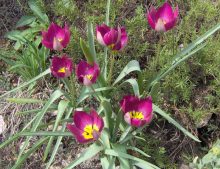 Tulipa humilis "Persian Pearl"