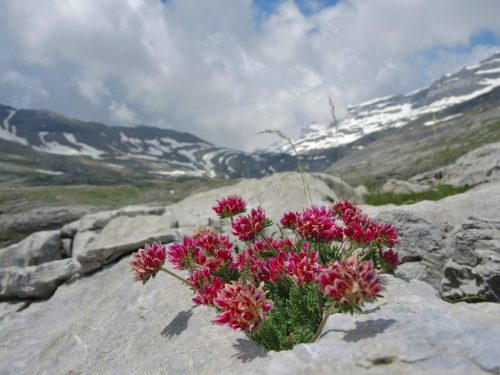 Anthyllis montana (bôľhoj horský)