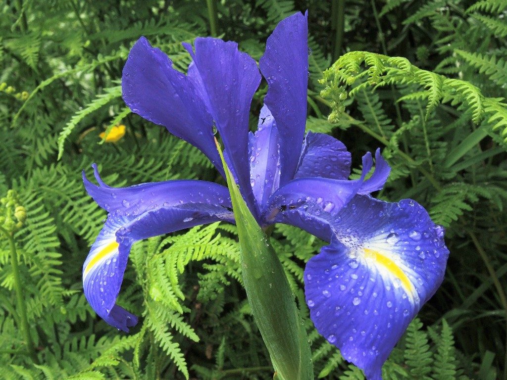 Iris-latifolia-Pyreneje-1024x768