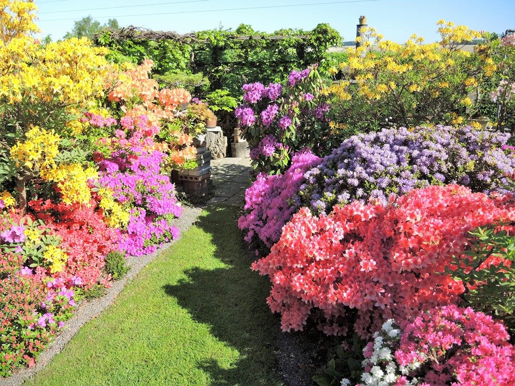 Záhony-rododendrónov-a-azaliek-sú-v-čase-kvitnutia-neprekonateľné-1024x768