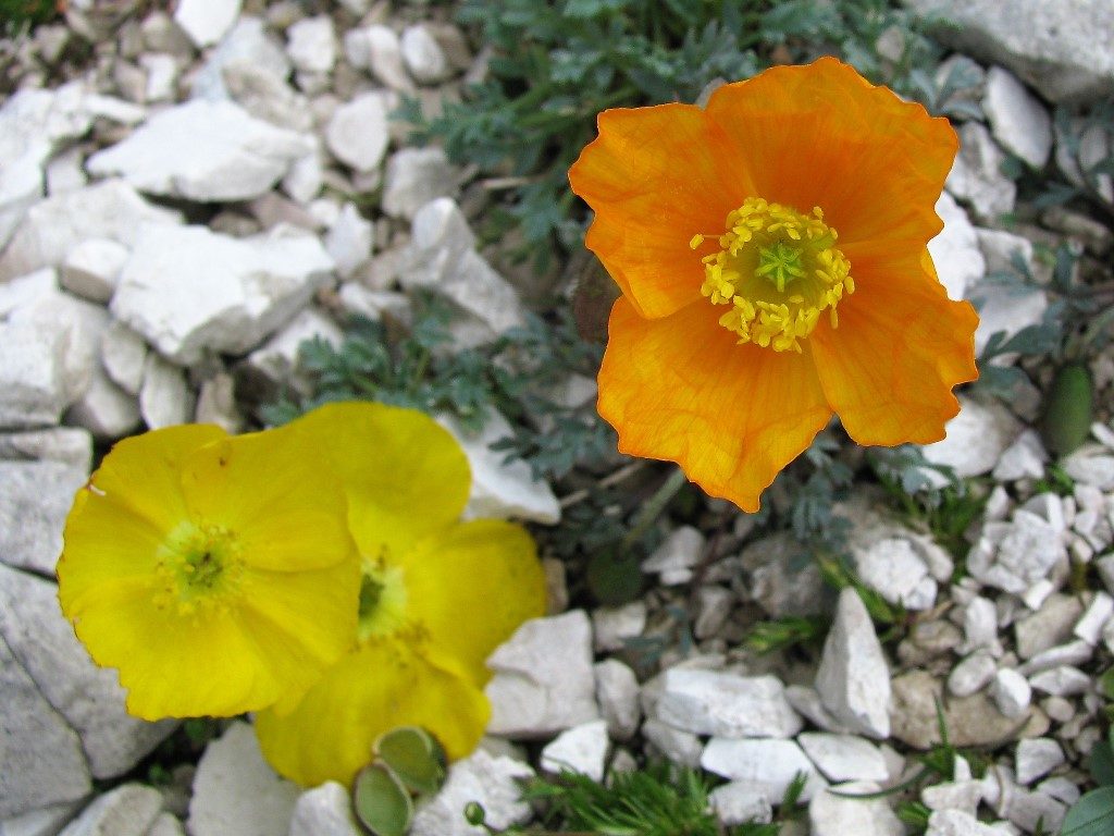 Dolomity-4.-6.8.2009-193-2-Papaver-alpinum-rhaeticum-1024x768